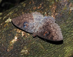 Erebus walkeri