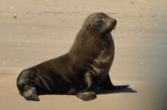 Arctocephalus pusillus