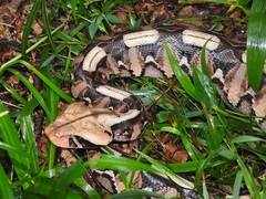 Bitis gabonica