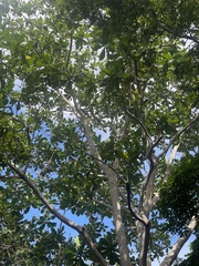 Anthocleista grandiflora