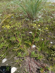 Potentilla chinensis