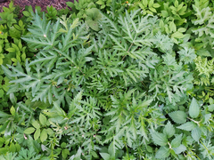 Heracleum sphondylium sibiricum