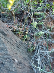 Anacampseros telephiastrum