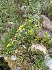 Potentilla chinensis
