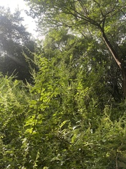 Endostemon obtusifolius