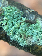 Physcia pumilior