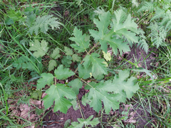 Heracleum sphondylium sibiricum