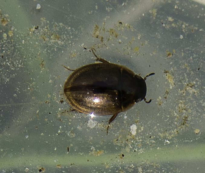 Anacaena lutescens
