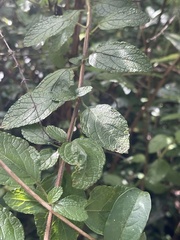 Endostemon obtusifolius