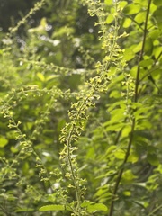 Endostemon obtusifolius