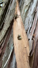 Sastragala esakii