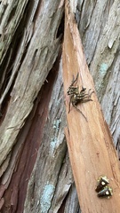 Sinopoda forcipata
