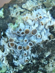 Physcia pumilior