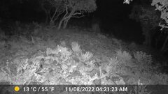 Pronolagus saundersiae