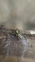 Yaginumanis sexdentatus