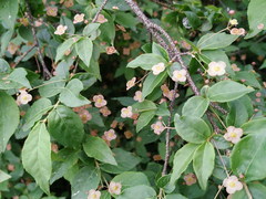 Euonymus verrucosus