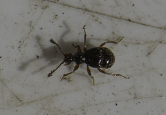 Brachygluta fossulata