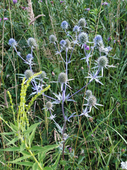 Eryngium planum