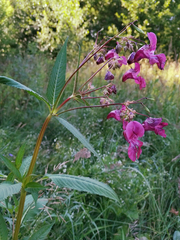 Impatiens glandulifera