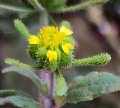 Sigesbeckia orientalis