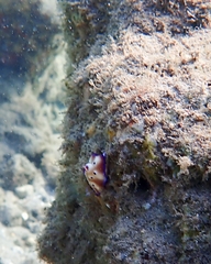 Hypselodoris tryoni