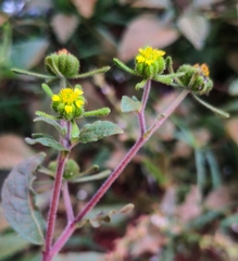 Sigesbeckia orientalis