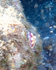 Hypselodoris tryoni