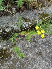 Potentilla chinensis