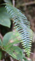Prosaptia contigua