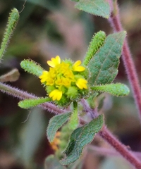 Sigesbeckia orientalis