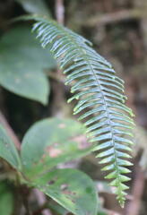 Prosaptia contigua