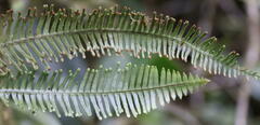 Prosaptia contigua