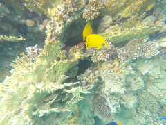 Chaetodon semilarvatus