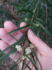 Leionema