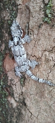 Gekko lionotum