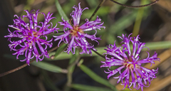 Vernonia blodgettii