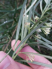 Leionema