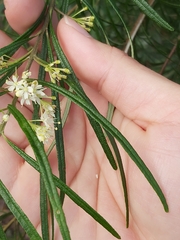 Leionema
