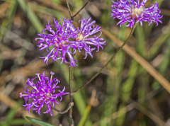 Vernonia blodgettii