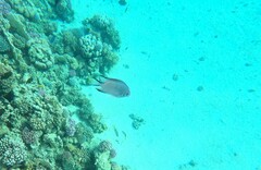 Amblyglyphidodon indicus