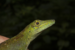 Anolis punctatus