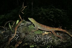 Anolis punctatus