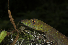 Anolis punctatus