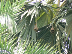 Borassus flabellifer