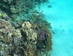 Lutjanus ehrenbergii