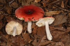 Russula pseudopeckii
