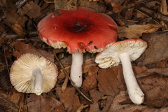 Russula pseudopeckii