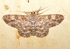 Ascotis reciprocaria