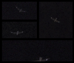 Chordeiles gundlachii