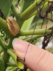 Pelodryadidae